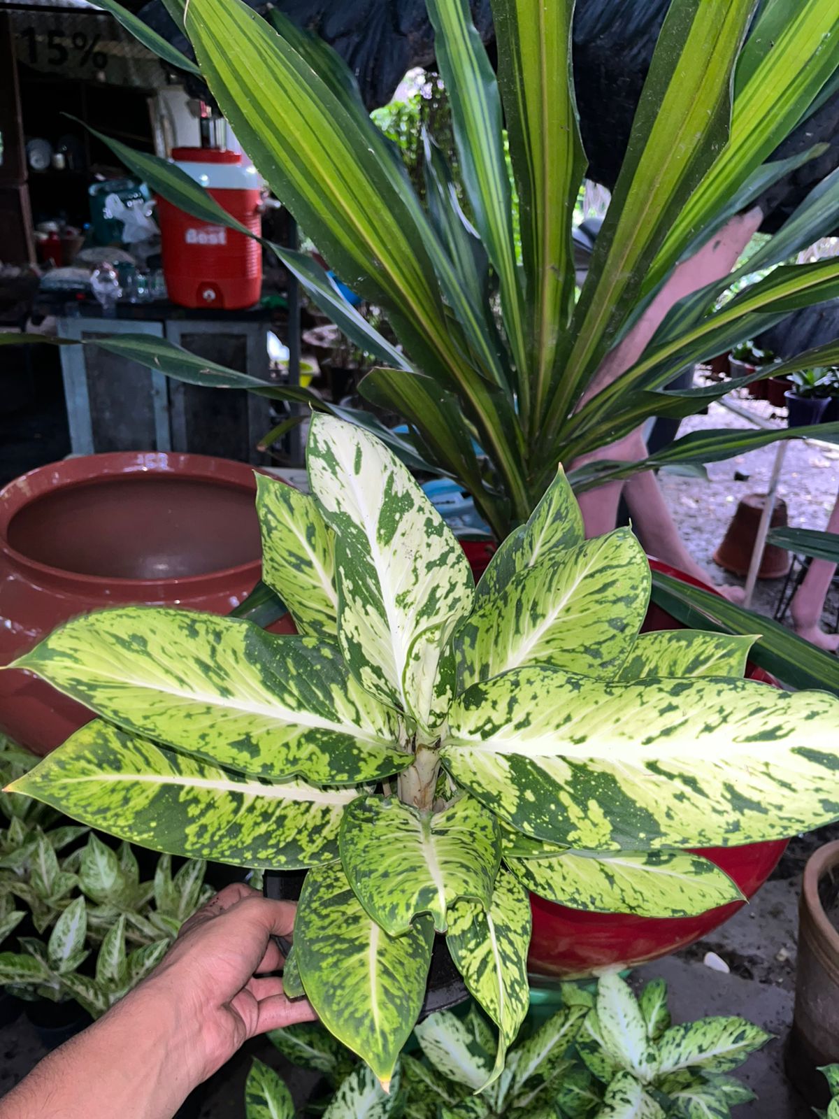 Dieffenbachia
