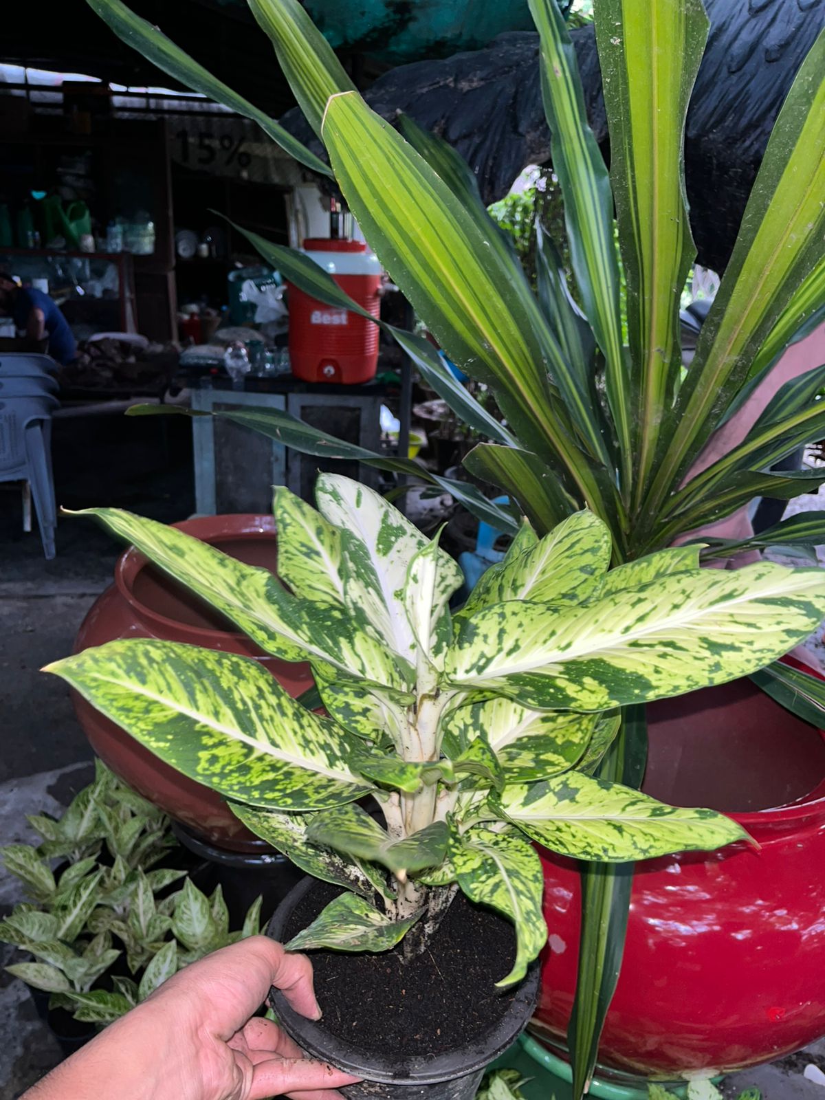 Dieffenbachia