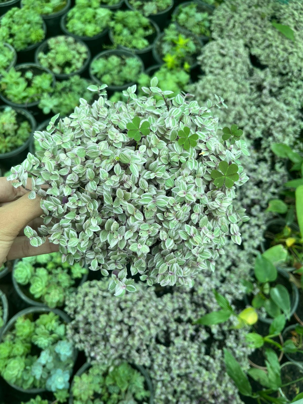 Inch Plant – Pink Lady