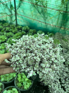 Inch Plant – Pink Lady