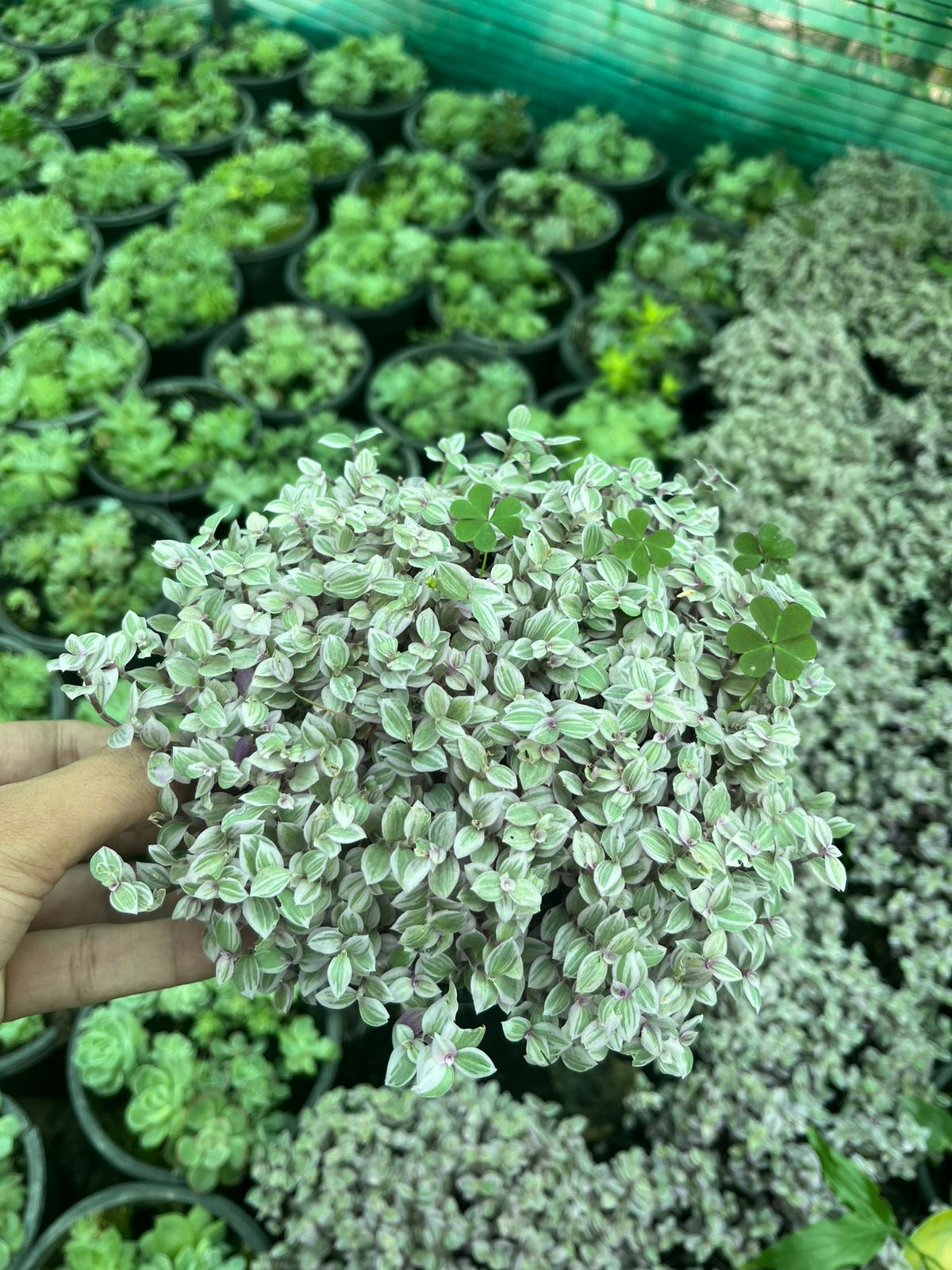 Inch Plant – Pink Lady