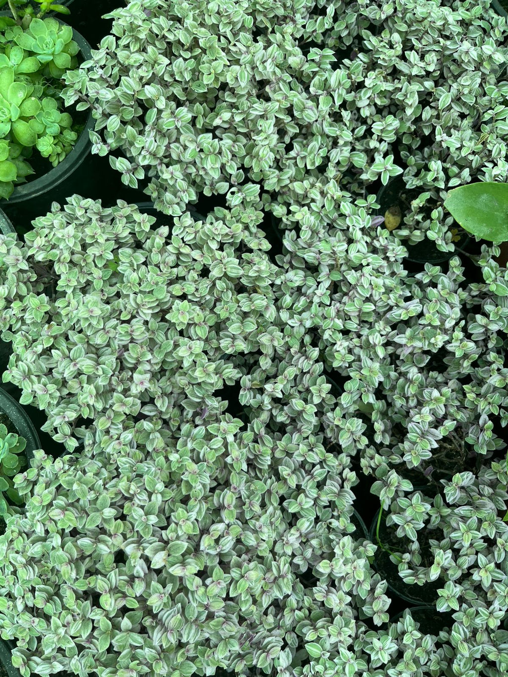 Inch Plant – Pink Lady