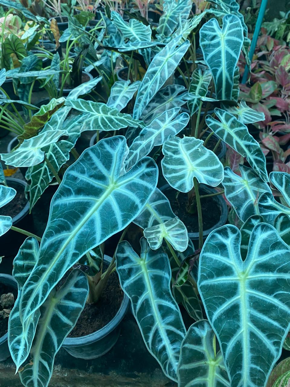 Alocasia #001