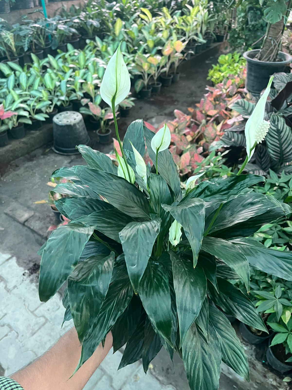 Black Peace Lily (Large)