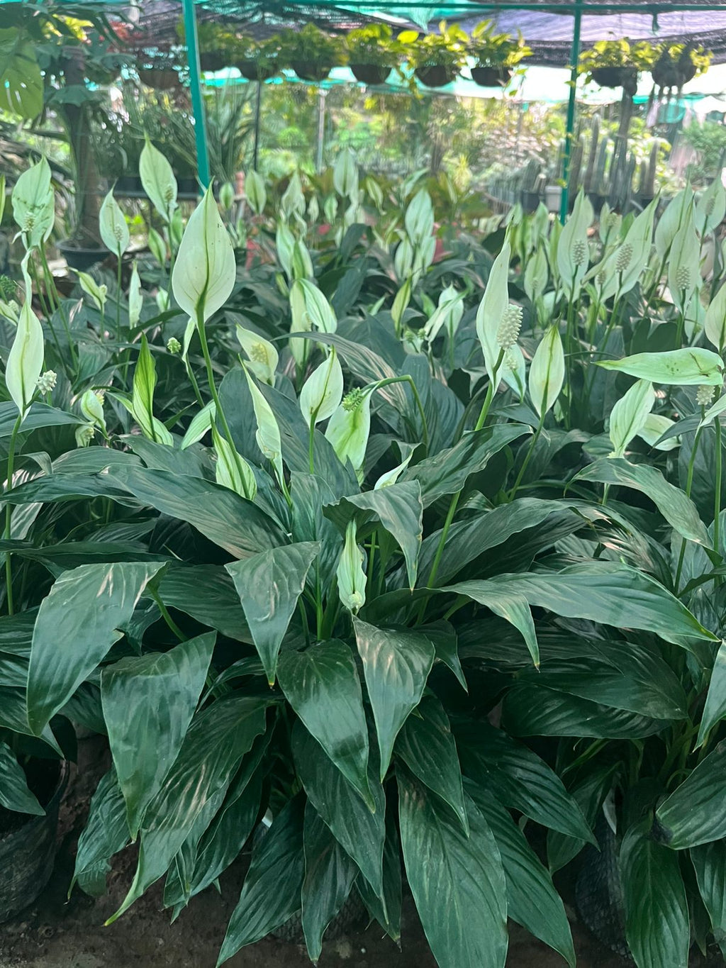 Black Peace Lily (Large)