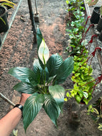 Black Peace Lily (Small)