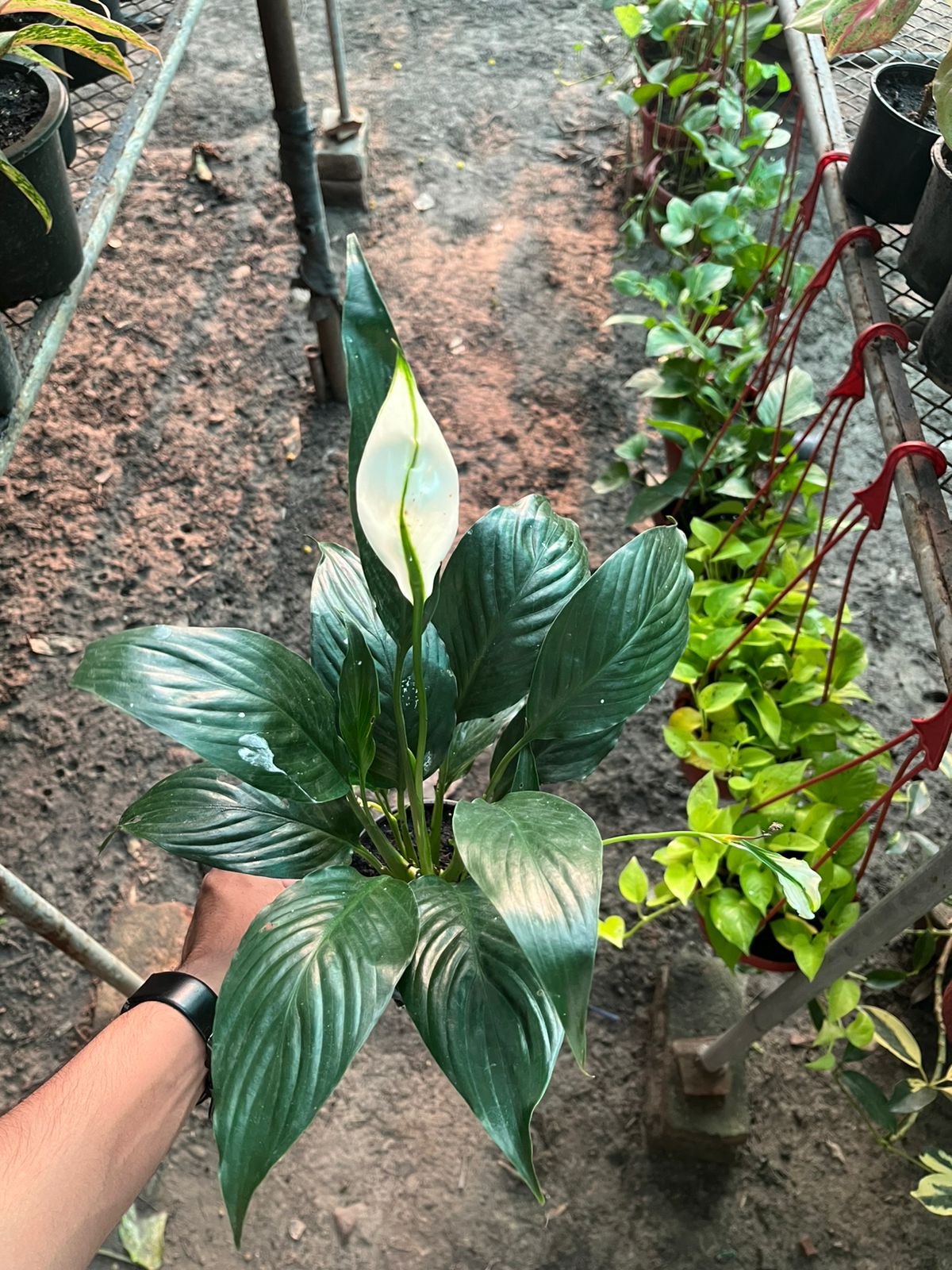 Black Peace Lily (Small)