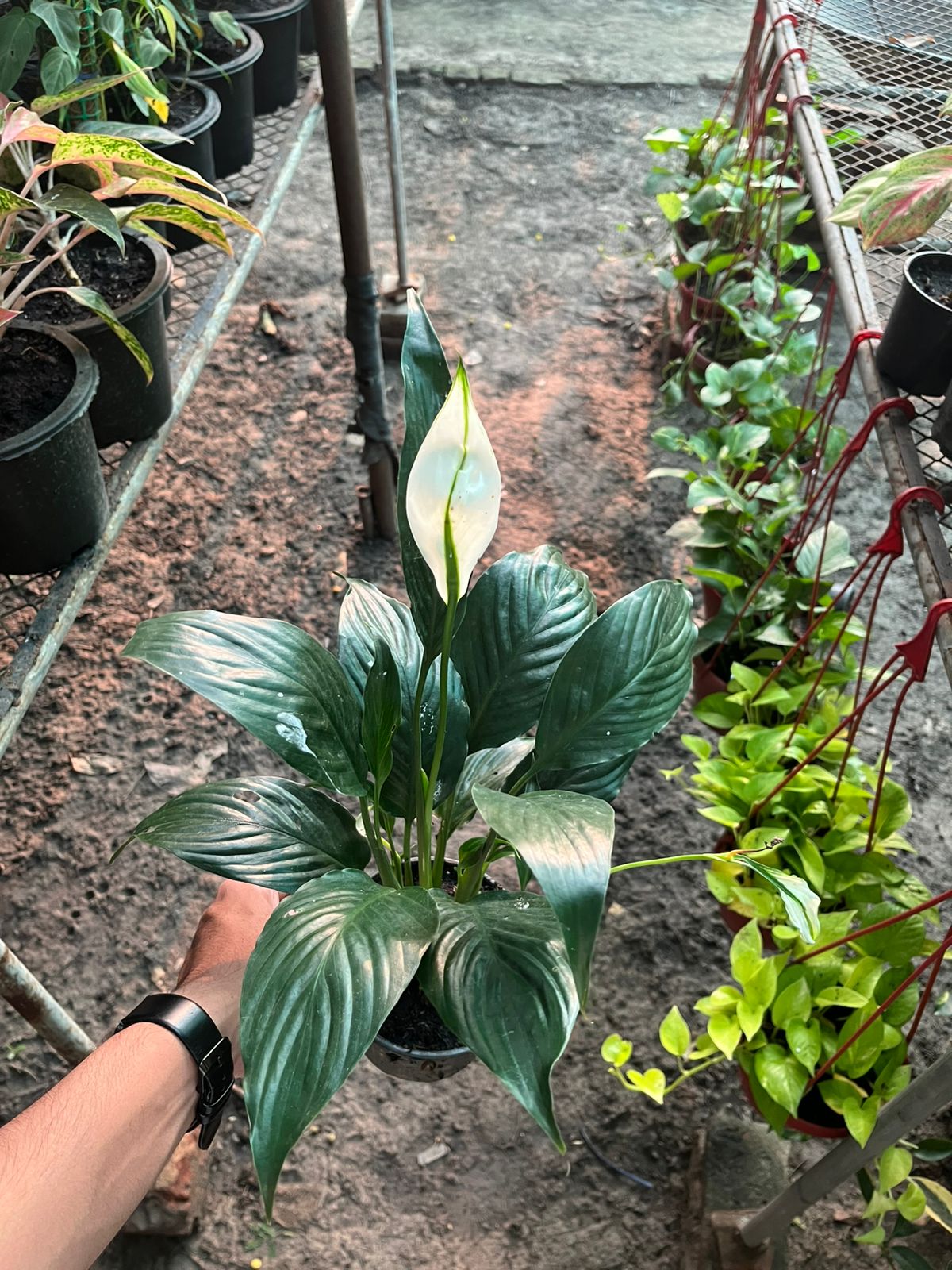 Black Peace Lily (Small)