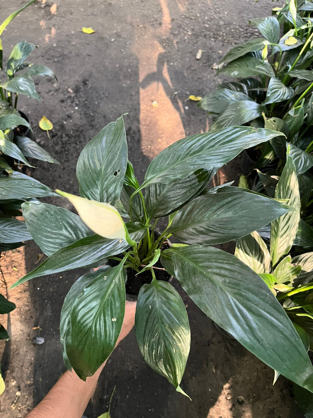 Black Peace Lily (Small)