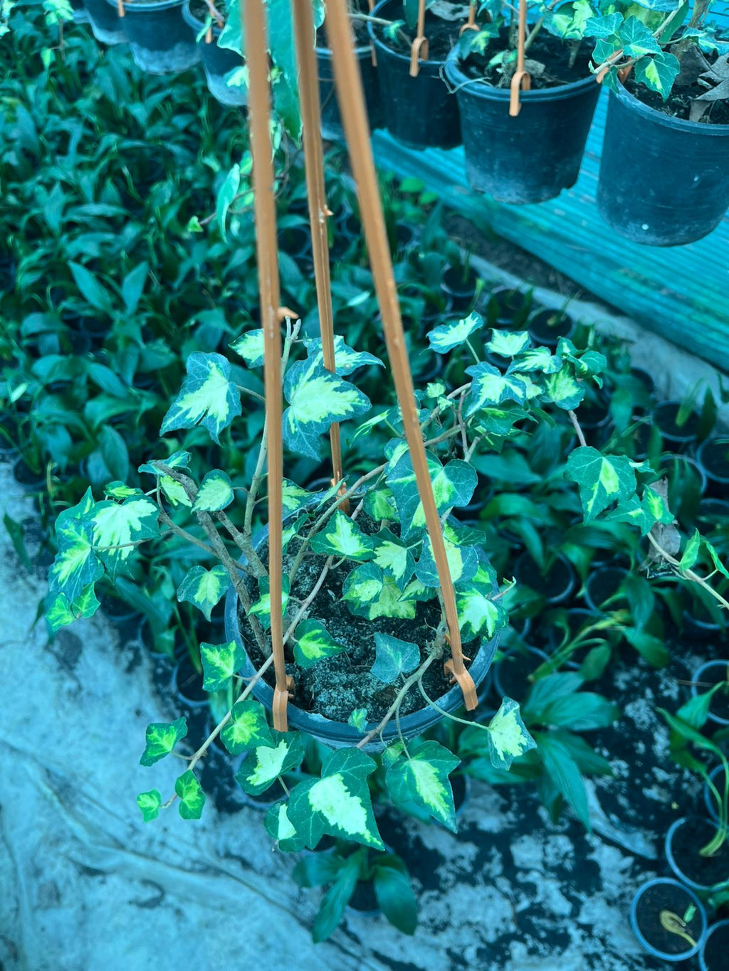 English Ivy Variegated