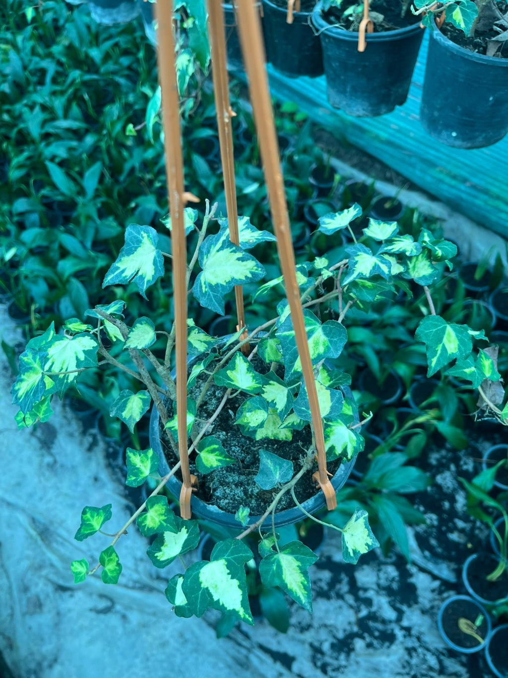 English Ivy Variegated