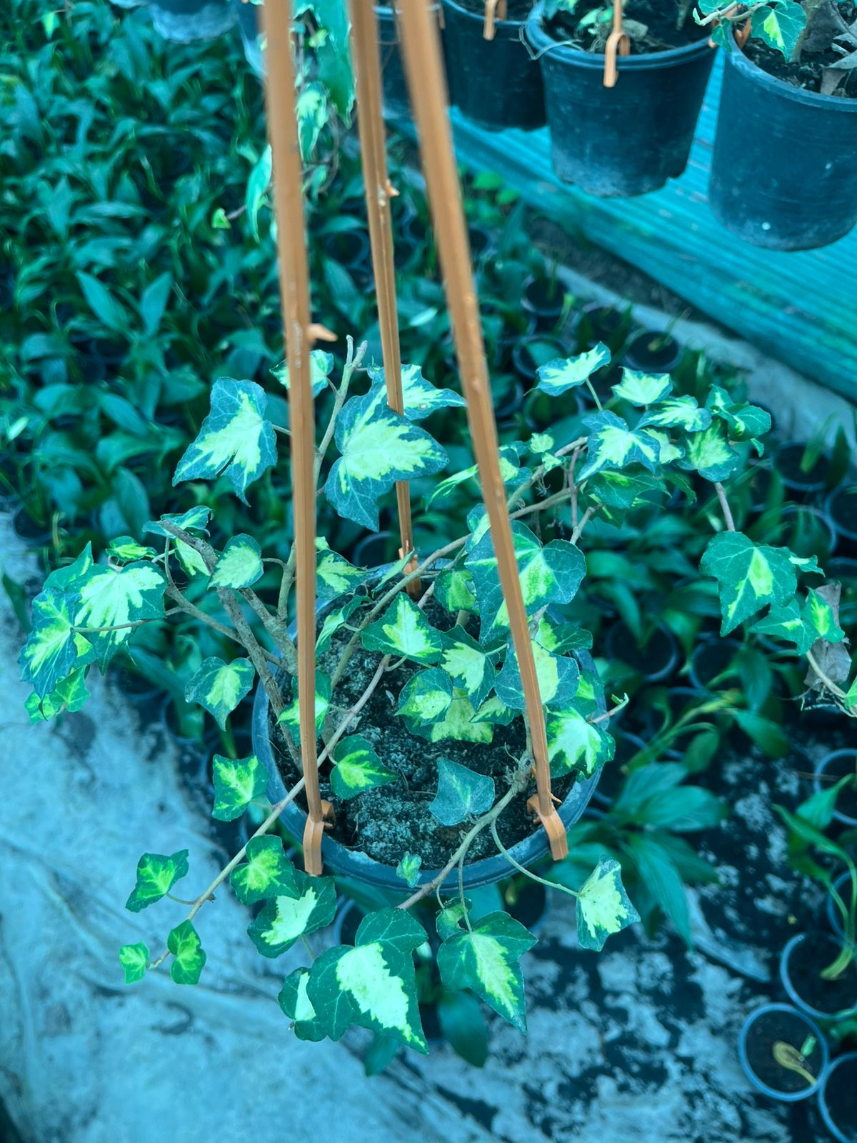 English Ivy Variegated