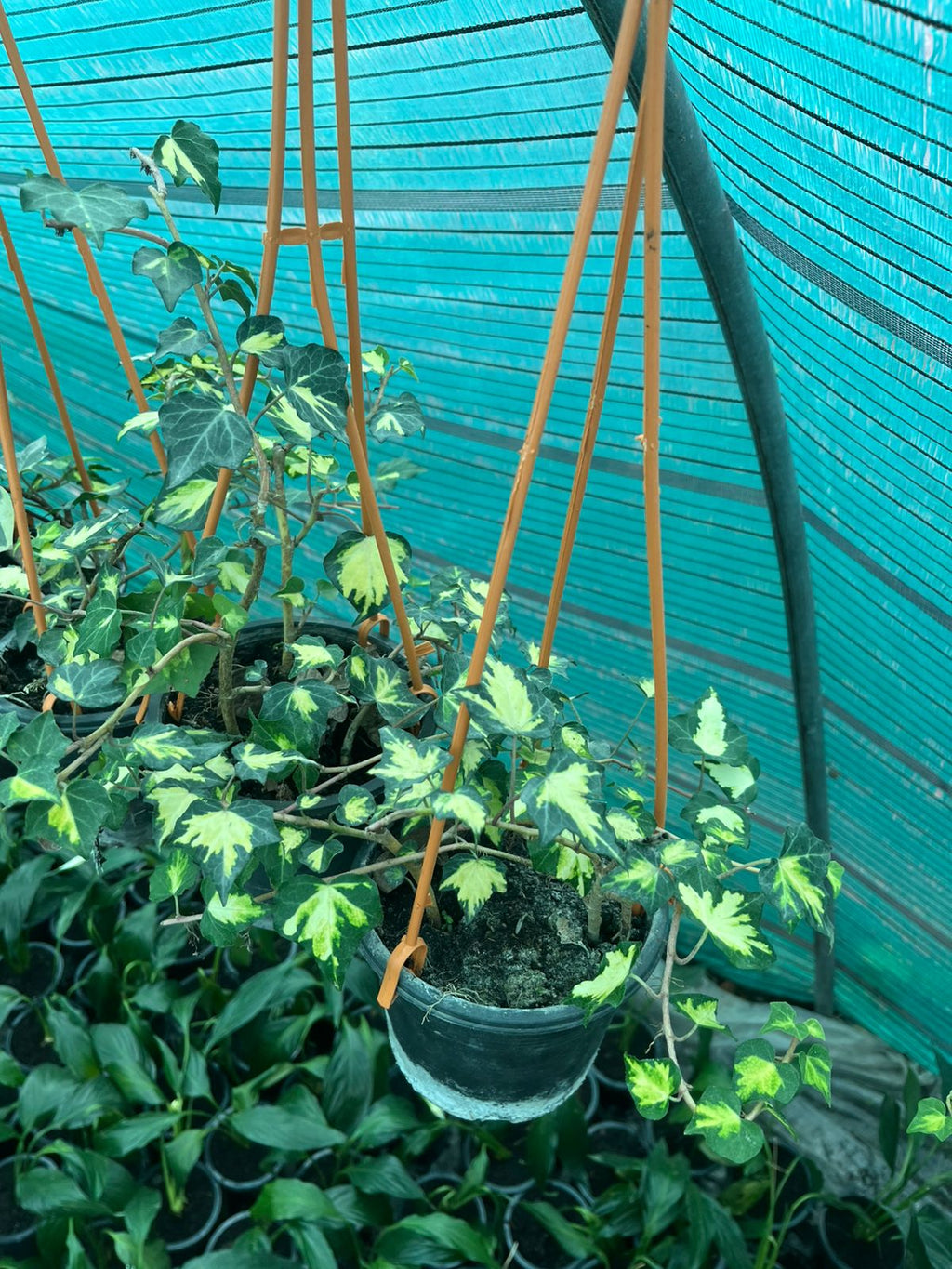 English Ivy Variegated