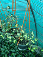 English Ivy Variegated