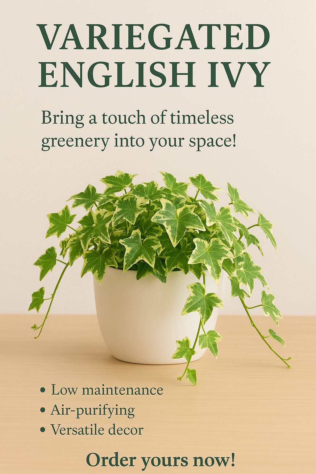 English Ivy Variegated