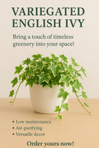 English Ivy Variegated