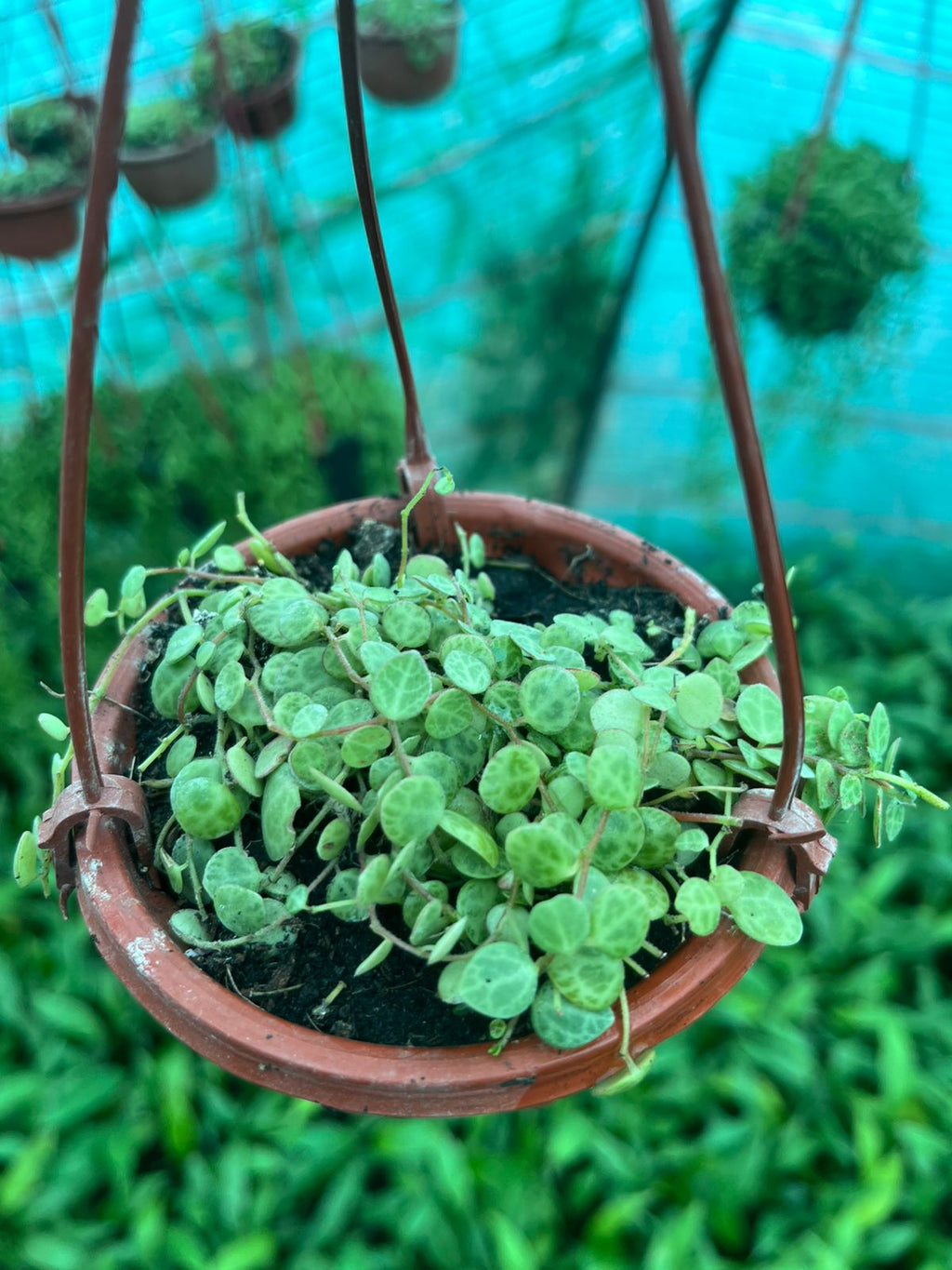 Strings of Turtle (Peperomia prostrata)