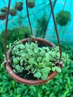 Strings of Turtle (Peperomia prostrata)