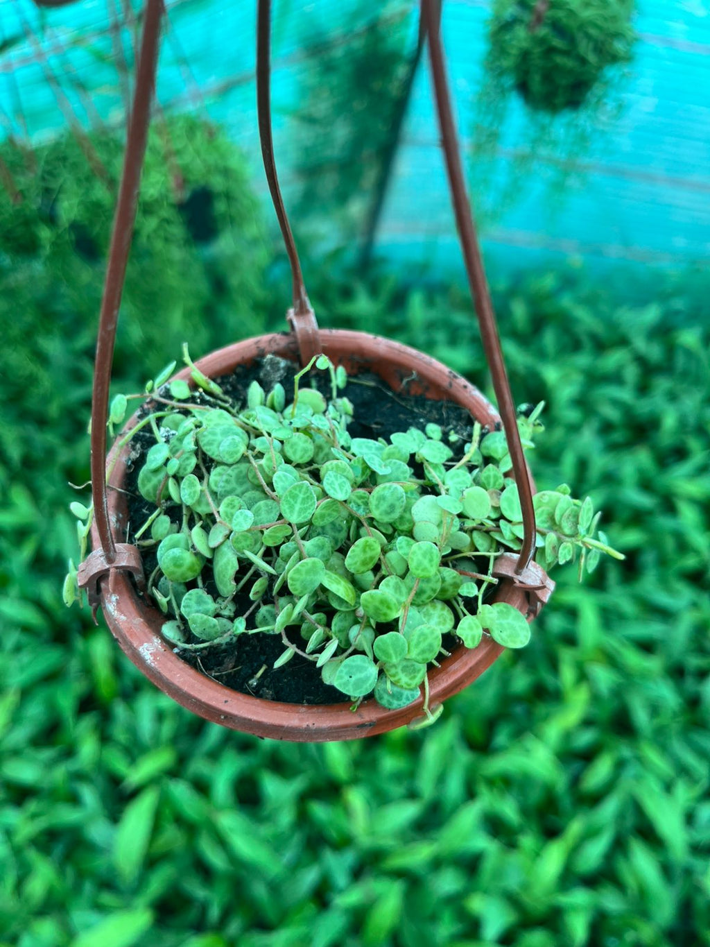 Strings of Turtle (Peperomia prostrata)