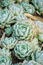 Succulent Blue #0895
