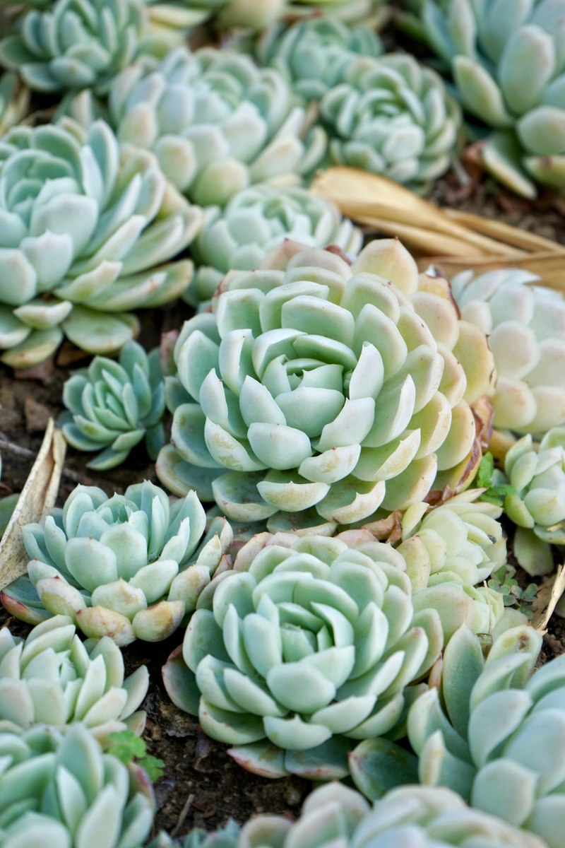 Succulent Blue #0895